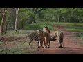 Ripples in the forest - A tale of life in jungles filmed by Saleel Chodankar