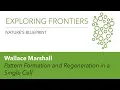 Wallace Marshall Pattern Formation and Regeneration in a Single Cell