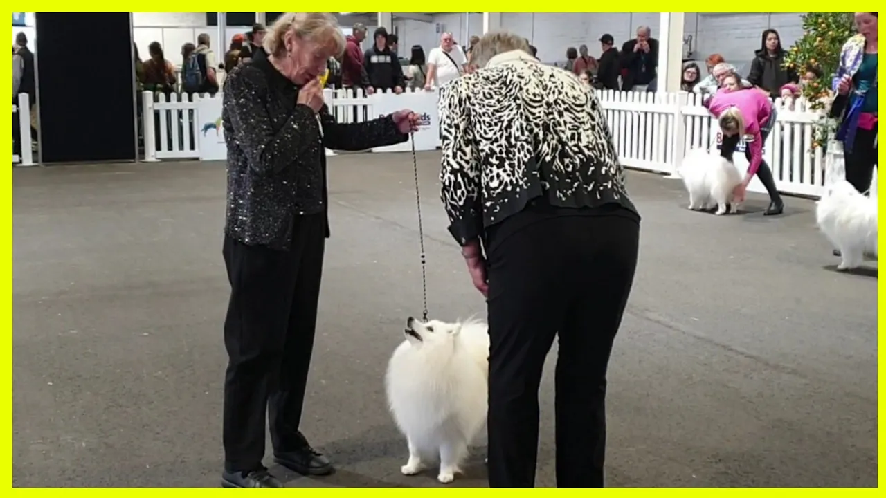 2022 Melbourne Royal Show - Japanese Spitz