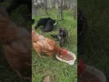 Download Lagu Today the cats had a guest at their meal #funnyanimals #catreaction