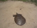 SUPER FAST TURTLE
