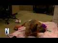 Duluth Animal Allies holds Blind Date adoption event