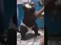 Download Lagu Big black baby dancing to Gangnam style remix