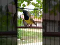 Download Lagu suara burung sogon #pancingansogokotong #shorts
