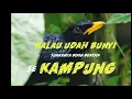 Download Lagu Siulan ciung batu ini bikin berisik sekampung