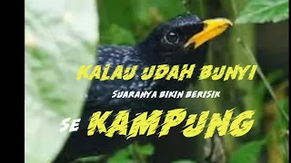 Download Siulan ciung batu ini bikin berisik sekampung MP3