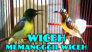 suara burung wiceh kolibri kelapa gacor ngalas ngeplong pancingan kolap