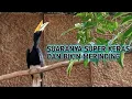SUARA BURUNG RANGKONG YANG SANGAT LANGKA,SUARA BURUNG PALING KERAS !