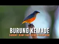 Download Lagu Burung Kemade: Burung Kecil dengan Peran Ekologis Besar