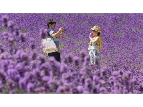 Hokkaido summer flowers - Japan: Earth's Enchanted Islands: Episode 3 Preview - BBC Two
