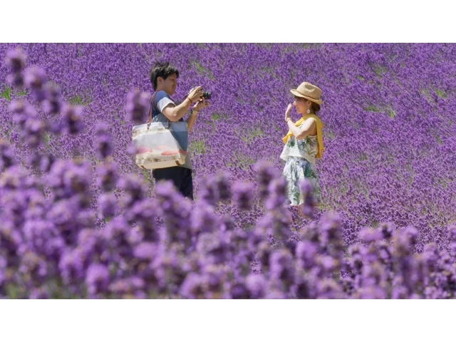 Hokkaido summer flowers - Japan: Earth's Enchanted Islands: Episode 3 Preview - BBC Two