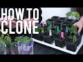 HOW TO CLONE CANNABIS STEP BY STEP EASY FOR BEGINNERS