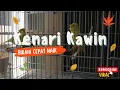 Download Lagu Pancingan Suara Kenari Kawin \