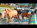 Download Lagu RAMAI SEKALI MELIHAT KUDA MANDI DI SUNGAI 🐴🦄🦓💦