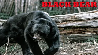 الدب الأسود الأمريكي سيد الغابات الأمريكية Black Bear 