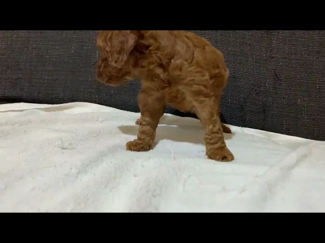 動画