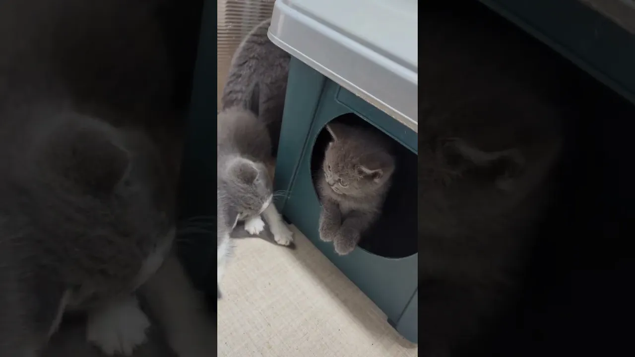 動画