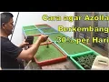 Download Lagu 3 Cara Perawatan Rutin Budiaya Azolla dalam Nampan Agar Tumbuh 30% Per Hari
