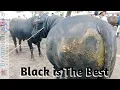 DUA SAPI HITAM TERBAIK MILIK ARTIS