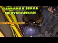 Download Lagu full suara kodok bangkong / sound