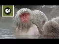 Snow Monkeys Soak in Hotsprings