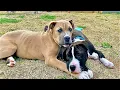 PITBULL BOXER MIX UPDATE