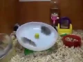 Hamsters spinning on a wheel