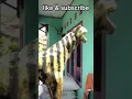 Download Lagu Harimau malaya #harimaumalaya #malaysia #indonesia #memes #meme #lucu #lawak #lol