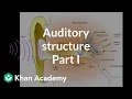 Auditory structure - part 1 Processing the Environment MCAT Khan Academy