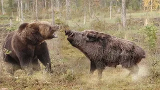 Универсальная лесная машина и мастер выживания - КАБАН СЕКАЧ!