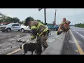 Two people dog rescued from crash at Duval-Nassau county line