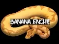 The Potential of the Banana Enchi Ball Python