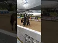 Download Lagu Bellaca de villa rita. ..Festival Equino las BONGAS 2023