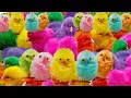 Download Lagu ✨🧐 📷 🐓 They Followed a Rumor and Found Something More Magical Than a Rainbow Chicken! ✨✨✨✨✨✨