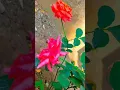 Download Lagu 🌹Lucky Rosetta🌹 #Shorts #Vairalshorts #Shortsfeeds  #Rosetta flowers #jesmikaNTR
