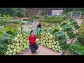 Lagu Harvesting Kohlrabi on the Farm for Sale -- Livestock Care and Planting More Vegetables