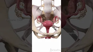 Uterus In The Female Pelvis 3D Anatomy Animation 