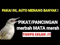 Download Lagu ANTI BONCOS! suara pikat merbah mata merah UNTUK pancingan merbah Burung merbah mata merah