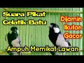 Download Lagu Suara pikat gelatik batu || Gelatik batu betina gacor