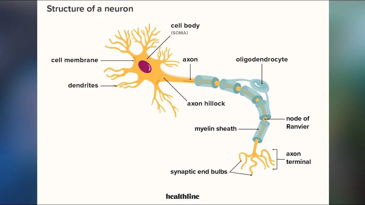 Neurons and Synapses
