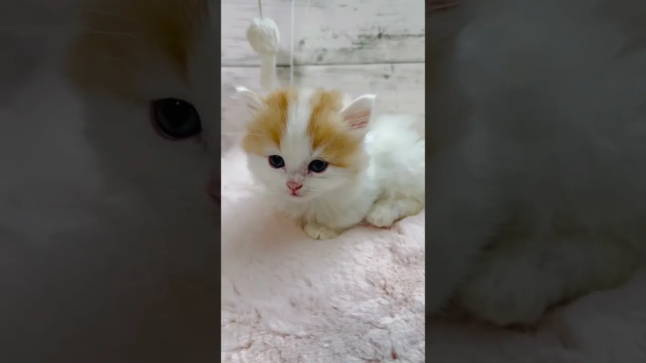 動画