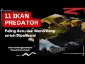 Download Lagu 11 Ikan Predator Paling Seru dan Menantang untuk Pemula: Cocok untuk Koleksi Aquarium Kamu!
