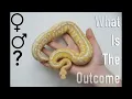 How does the BANANA GENE ACTUALLY WORK