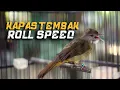 Download Lagu MASTERAN KAPAS TEMBAK ROLL SPEED! | KAPAS TEMBAK GACOR!