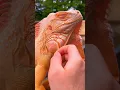 Download Lagu Another one off 🤗🧡 #reptile #iguana #lizard #orange #instapet #reptilepet #トカゲ #charizard