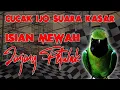 Download Lagu ISIAN JINJING PETULAK MEWAH...JURI PASTI YES #cucakijo #cucakijoisianjinjingpetulak #cucakijonembak