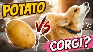 Hammy Turns Into a Potato Again 🥔😂🐶