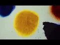Fleet Foxes - Third of May / Ōdaigahara (Lyric Video)