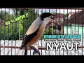 Download Lagu burung cendet gacor FULL ISIAN JUARA buat PANCINGAN CENDET AGAR BUNYI,, jadikan BURUNG PENTET GACOR