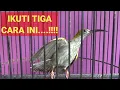 Lagu Cara TERCEPAT Menjinakkan burung Pijantung Gunung Dada Blorok